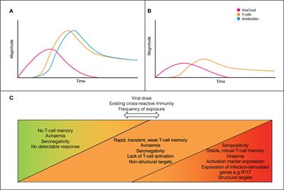 Exposed seronegative: Cellular immune responses to SARS-CoV-2 in the absence of seroconversion
